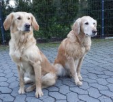 Queenie Und Merle